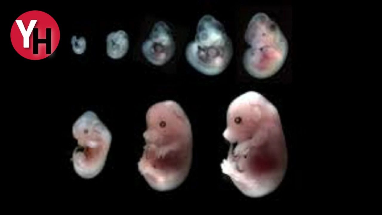 Bebek Adımları Fare Embriyolarının Uzaydaki Büyümesi