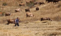 30 Bin TL'lik Maaşla Çoban Bulunamıyor: Köylüler Nöbetleşmeyle Hayvanlarını Otlatıyor!