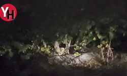 Aç Ayılar Karabük Köyünde İncir Ağacına Tırmandı