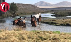 Kars'ta Yılkı Atları Özgürce Doğada