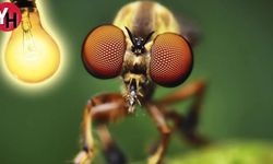 Böceklerin Işığa Doğru Gitme Davranışı Neden Olur?