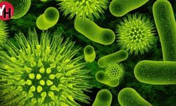 İYE ve Bakteri Türleri Nelerdir