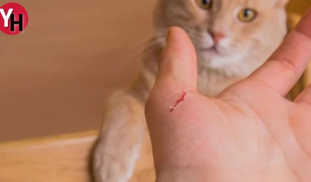 Uzmanlar Uyardı! Kedi Tırmığı Hastalığı Hızla Yayılıyor!