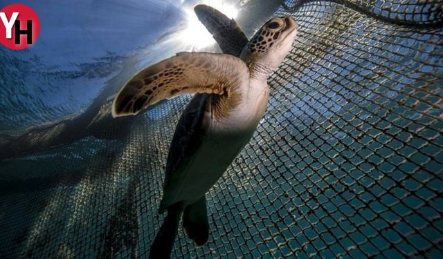 Pemba Adası’nda Deniz Kaplumbağası Skandalı: 8 Ölüm, 78 Hastane
