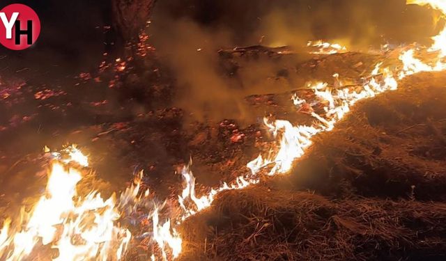 İzmir'de Çiçek Adası Yangını: Doğal Yaşam Felakete Uğradı