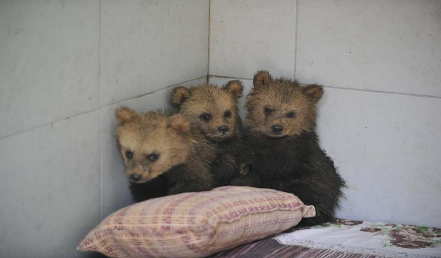 2,5 aylık sevimli ayılar barınağın yeni maskotları oldu
