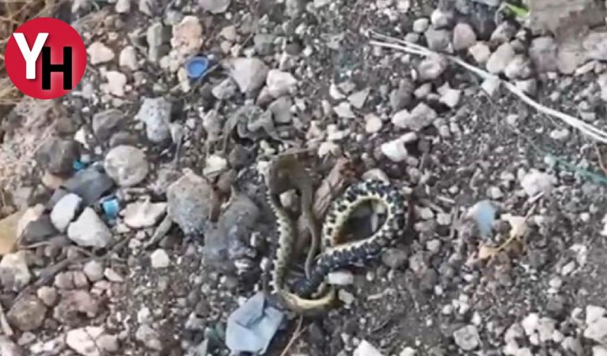 Şanlıurfa'da şok yılan operasyonu yapıldı