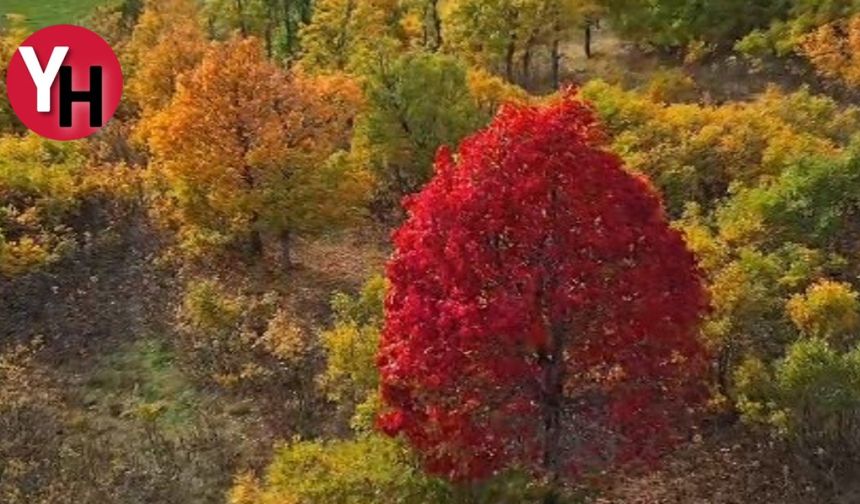 Bingöl'deki Ormanlık Alanlarda Renk Cümbüşü