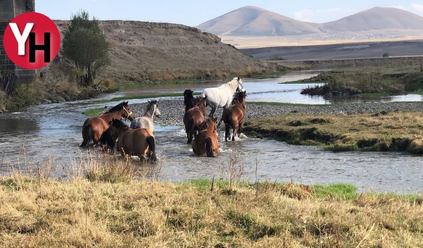 Kars'ta Yılkı Atları Özgürce Doğada