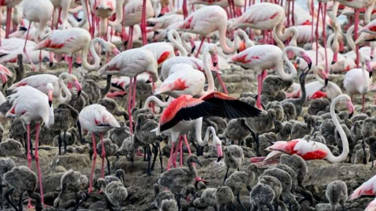 Flamingo Festivali Doğanın Büyüsü İzmir'de Buluşuyor! (1)