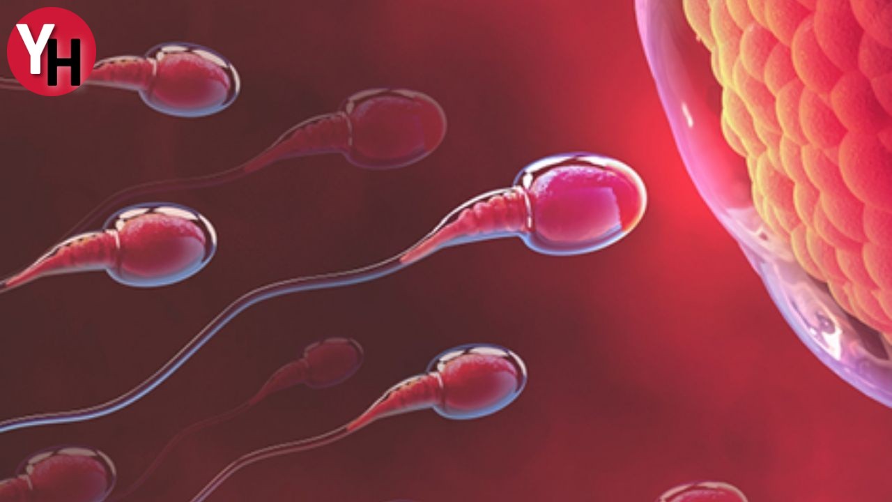 Sperm Sayısını Artırmak İçin En Etkili İlaçlar (1)