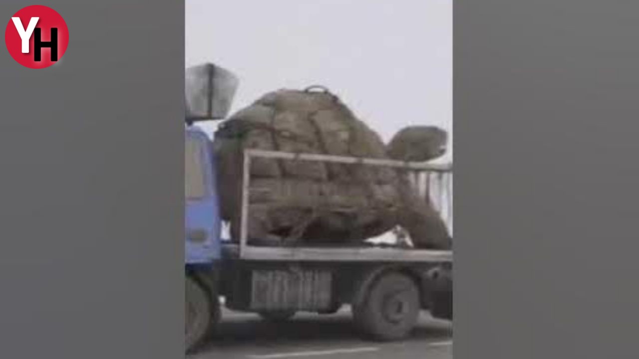 Bingöl'de Kamyonetle Taşınan Dev Kaplumbağa